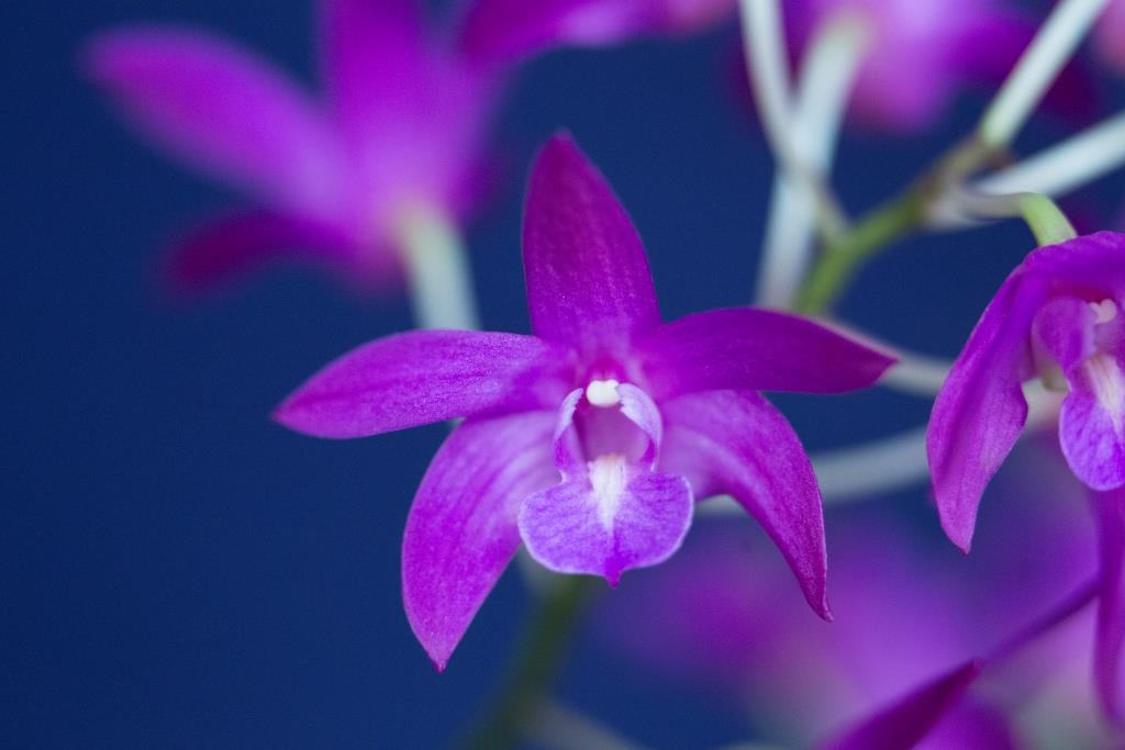Dendrobium Samford Rose - photo 2