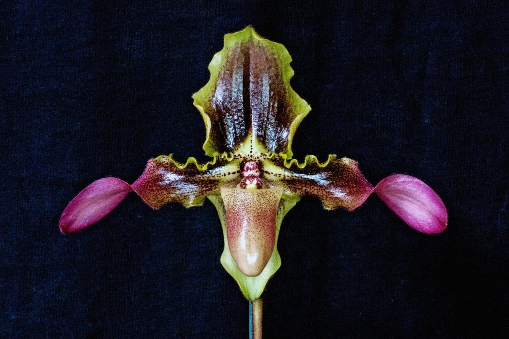Paphiopedilum hirsutissimum