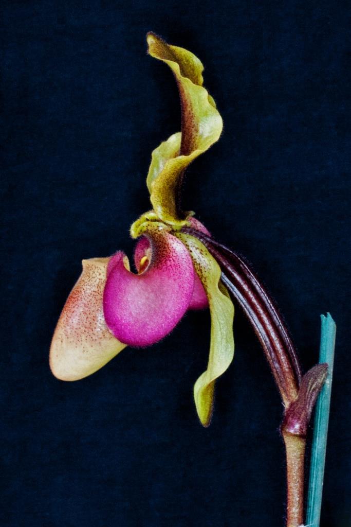 Paphiopedilum hirsutissimum - photo 2
