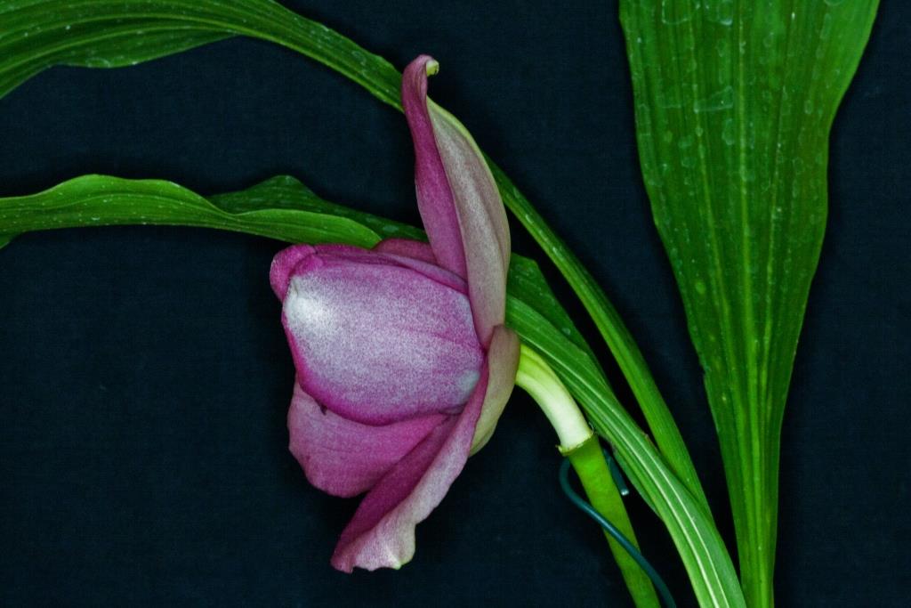 Lycaste Momo - photo 2