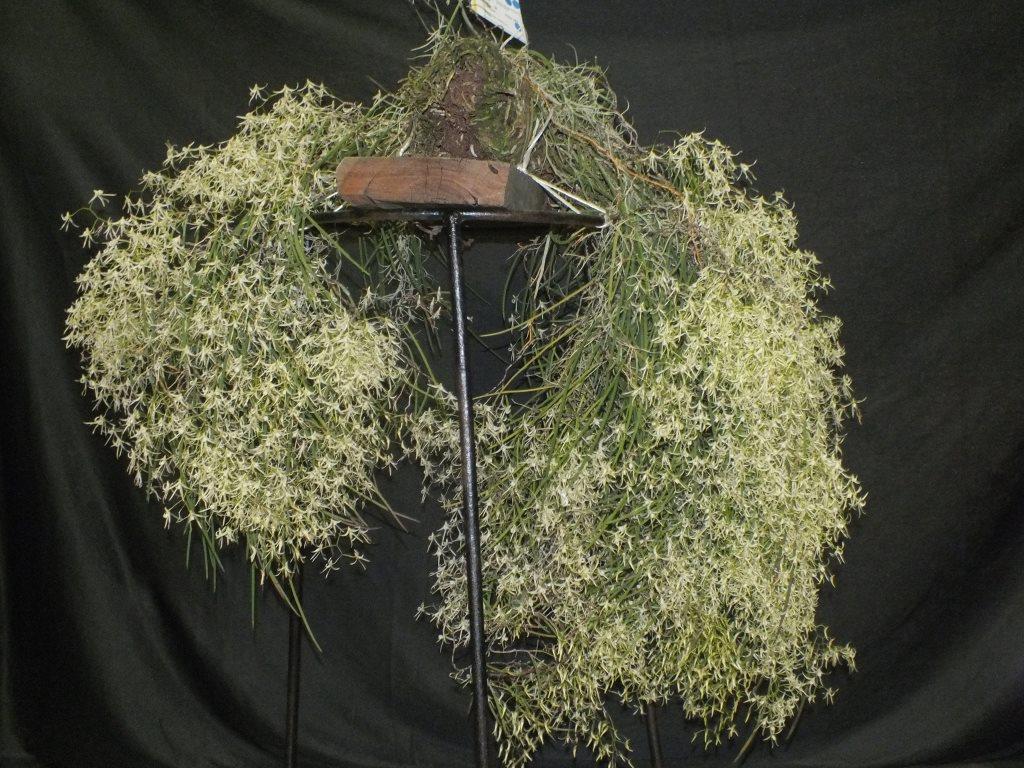 Dendrobium teretifolium