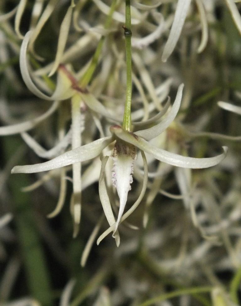 Dendrobium teretifolium var. fasciculatum - photo 2