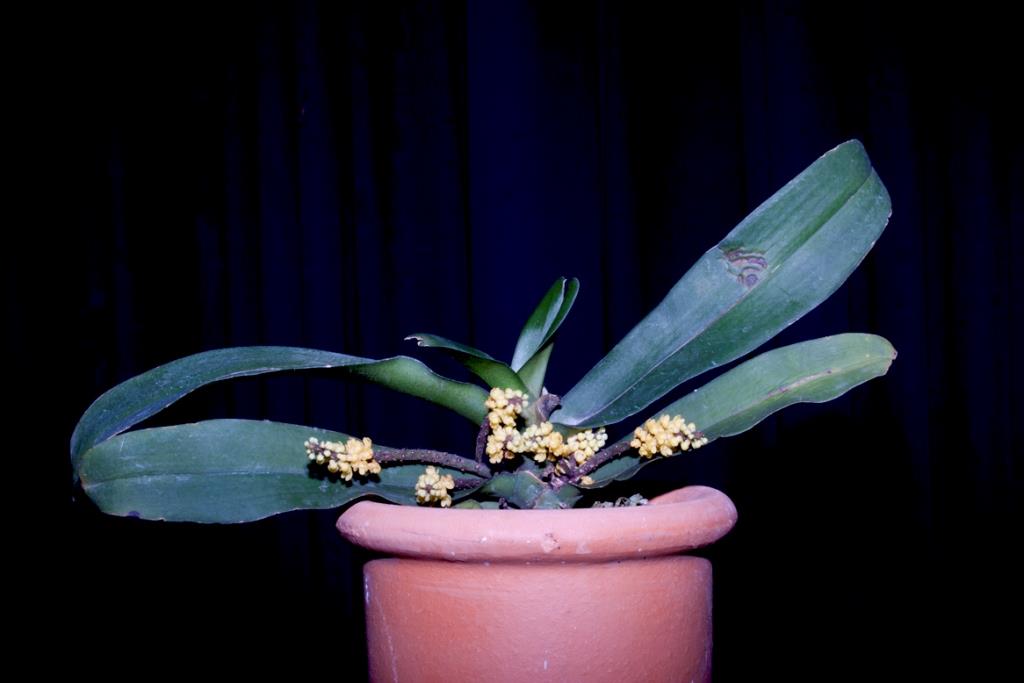 Pomatocalpa spicatum - photo 2