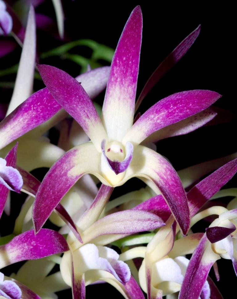 Dendrobium Jayden - photo 2