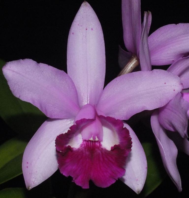 Cattleya intermedia