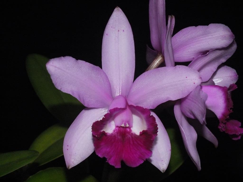 Cattleya intermedia - photo 2