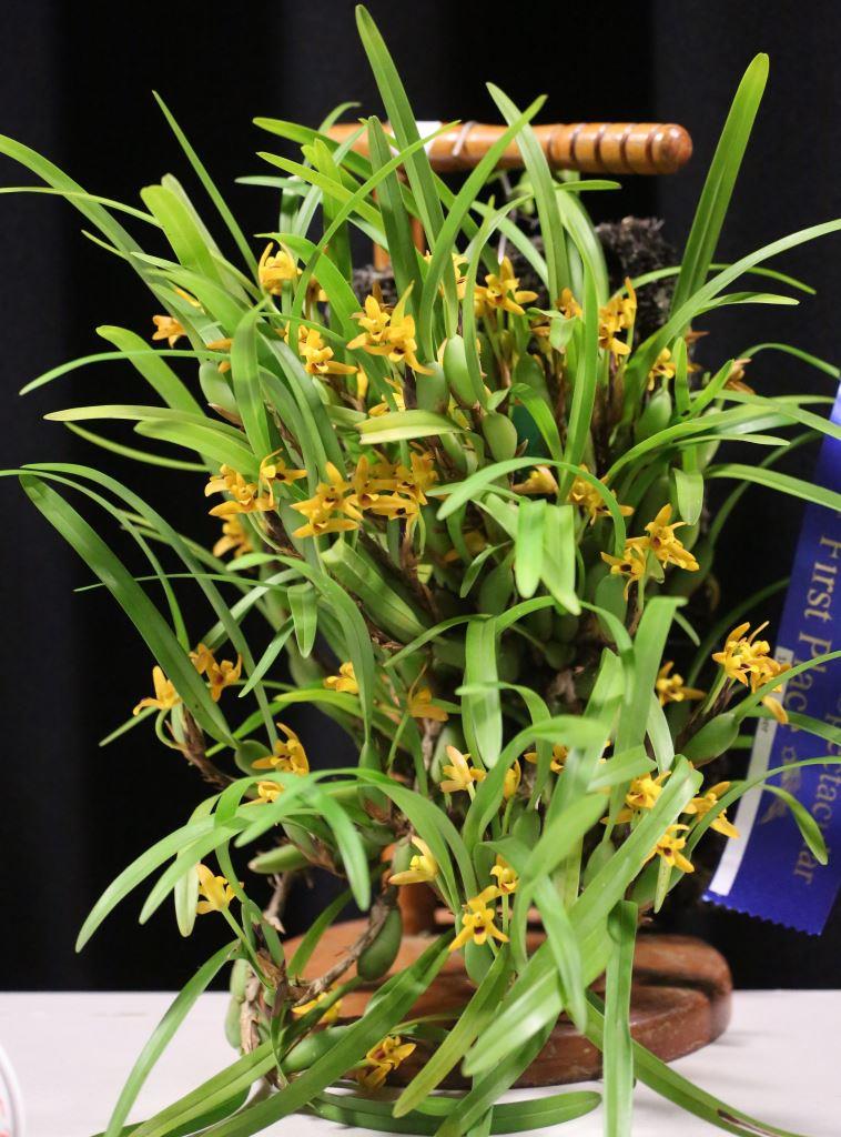 Maxillaria variabilis