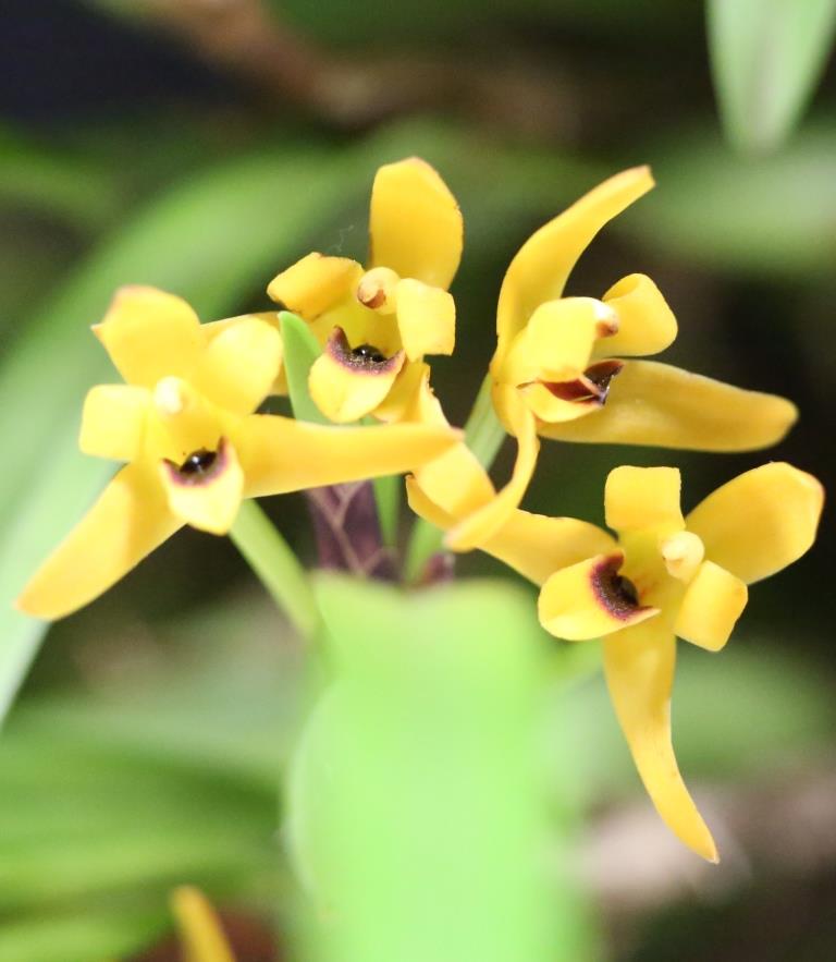 Maxillaria variabilis - photo 2