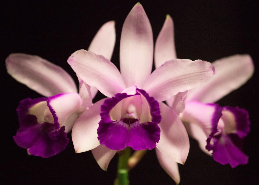 Cattleya intermedia