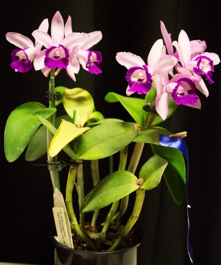 Cattleya intermedia - photo 2