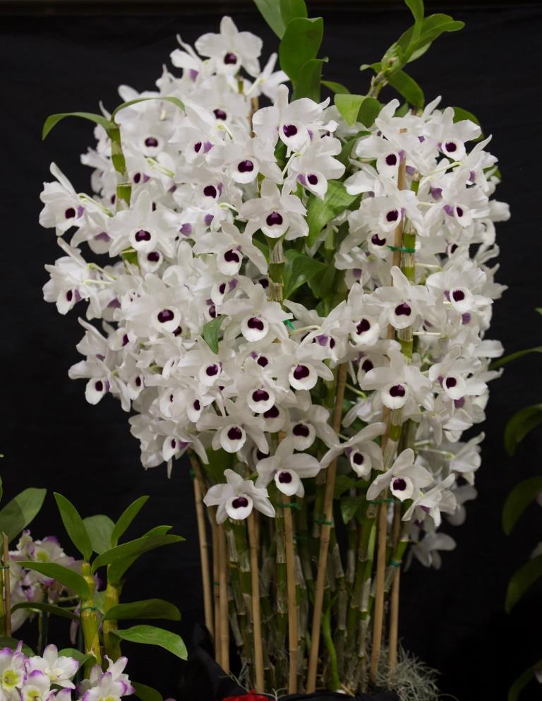 Dendrobium Swallow - photo 2