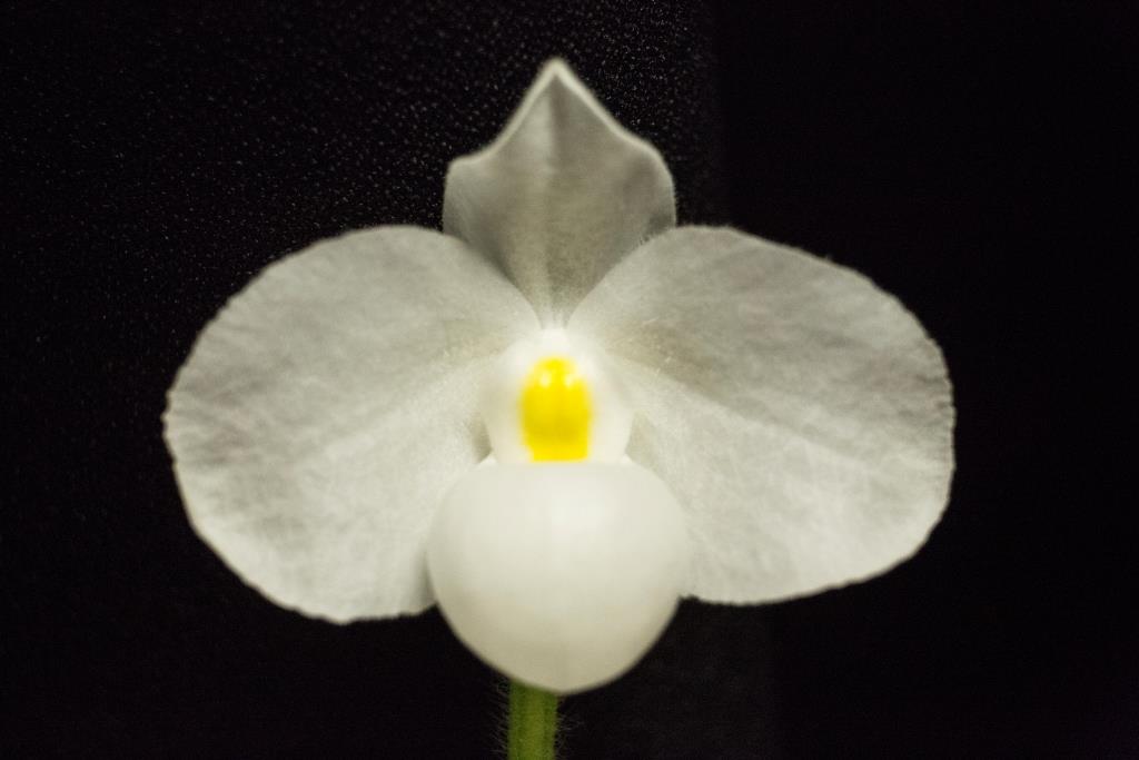 Paphiopedilum delenatii