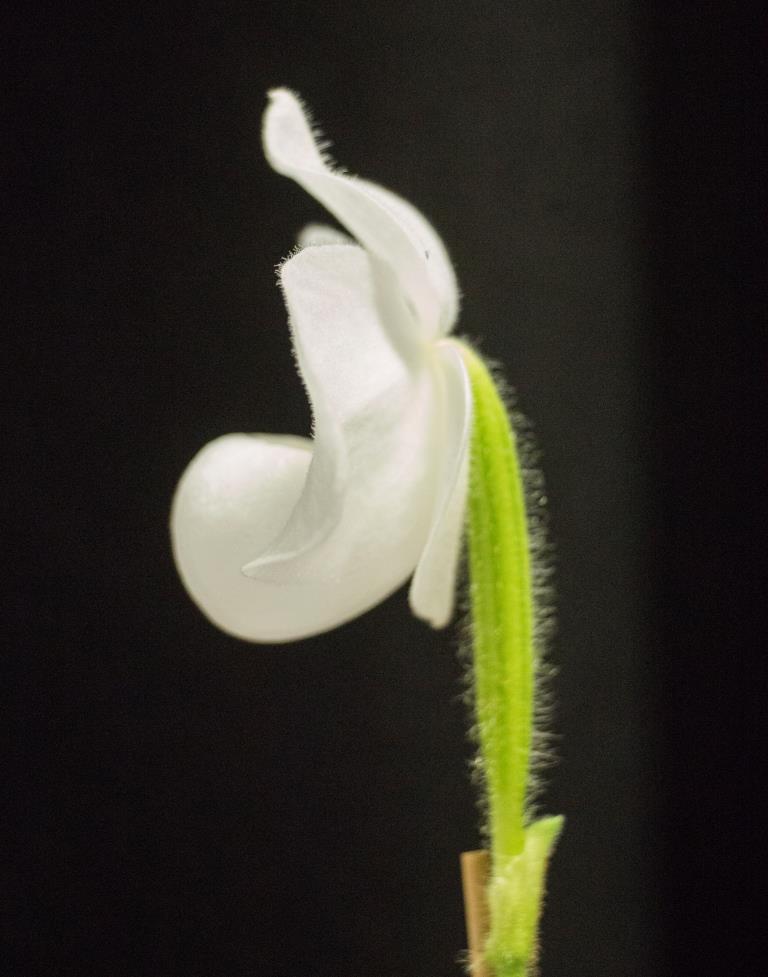 Paphiopedilum delenatii - photo 2
