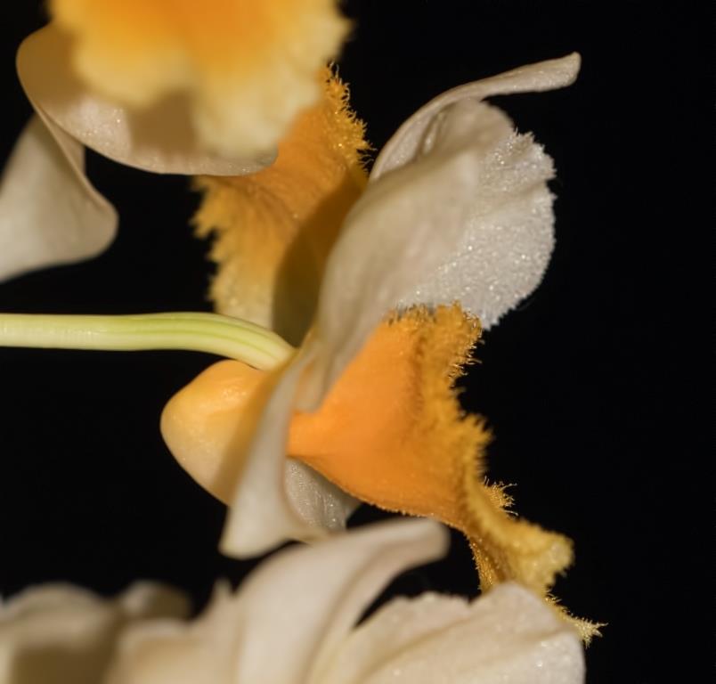 Dendrobium Chet's Choice - photo 2