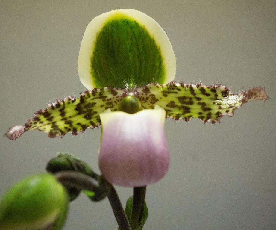 Paphiopedilum liemianum