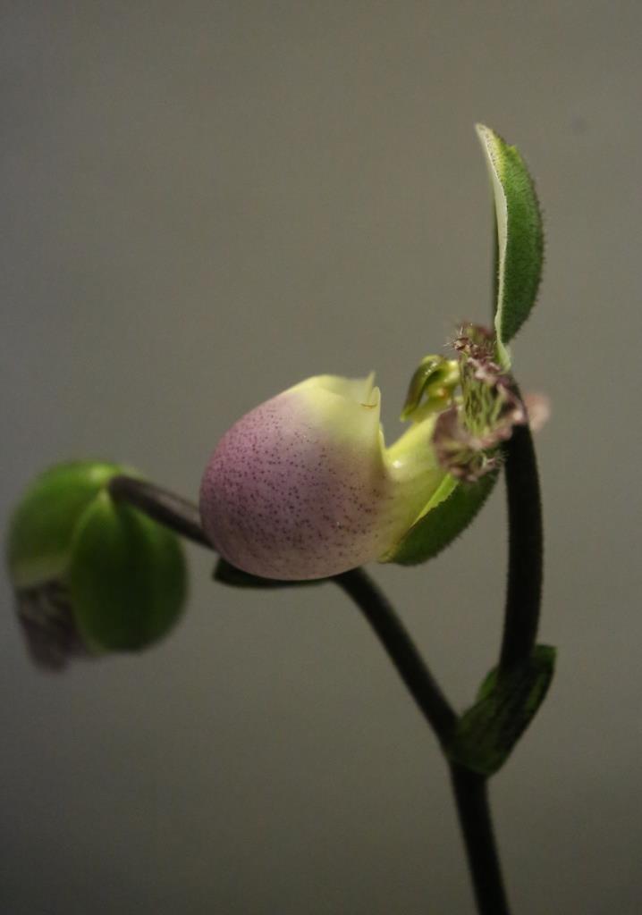 Paphiopedilum liemianum - photo 2