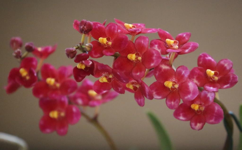 Sarcochilus Allure - photo 2