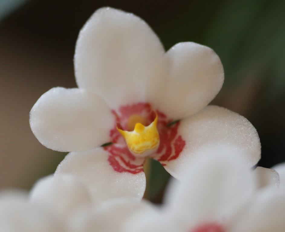 Sarcochilus Duno Judilly - photo 2