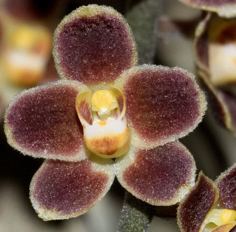 Chiloschista lunifera