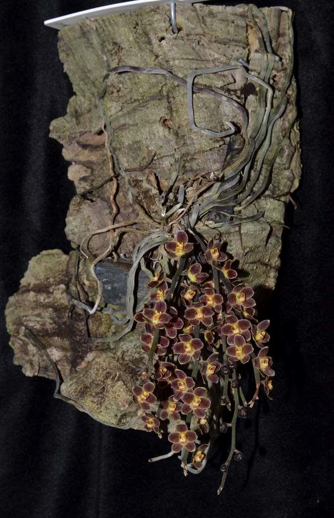 Chiloschista lunifera - photo 2