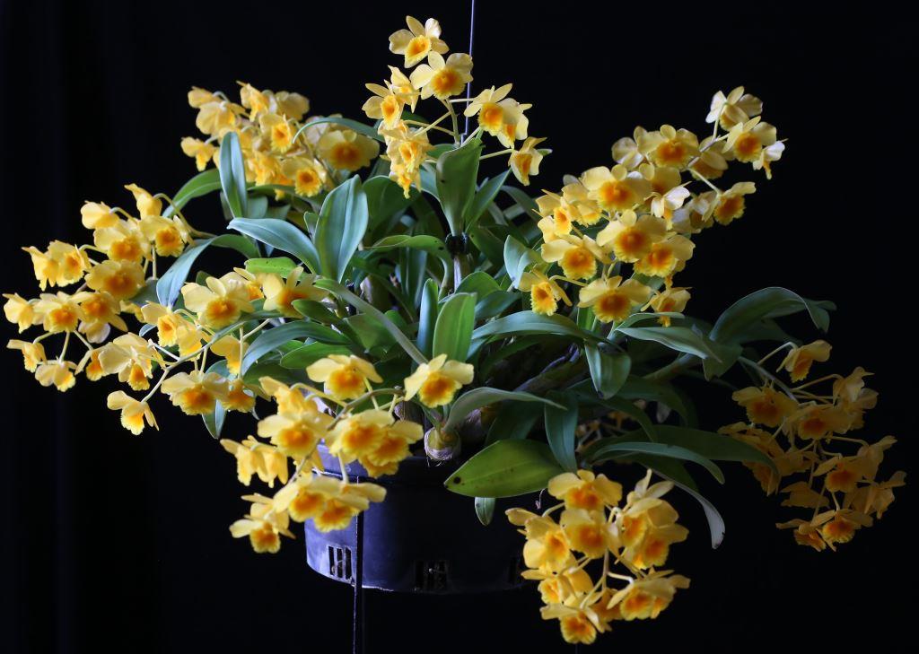 Dendrobium chrysotoxum