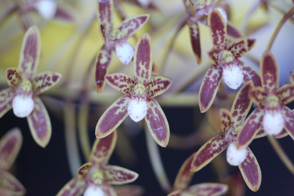Cymbidium canaliculatum