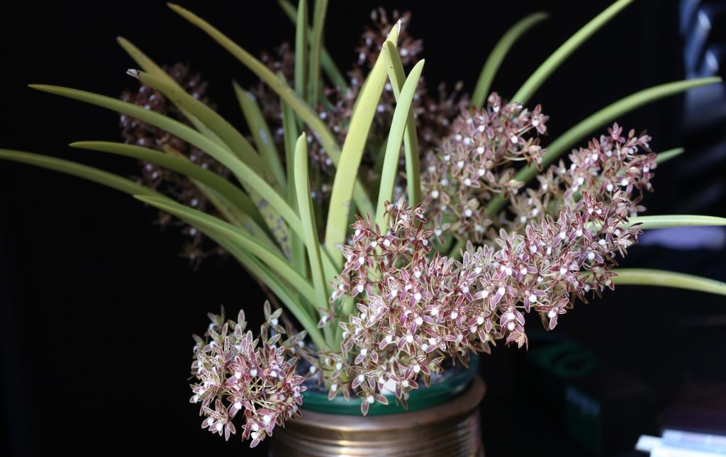 Cymbidium canaliculatum