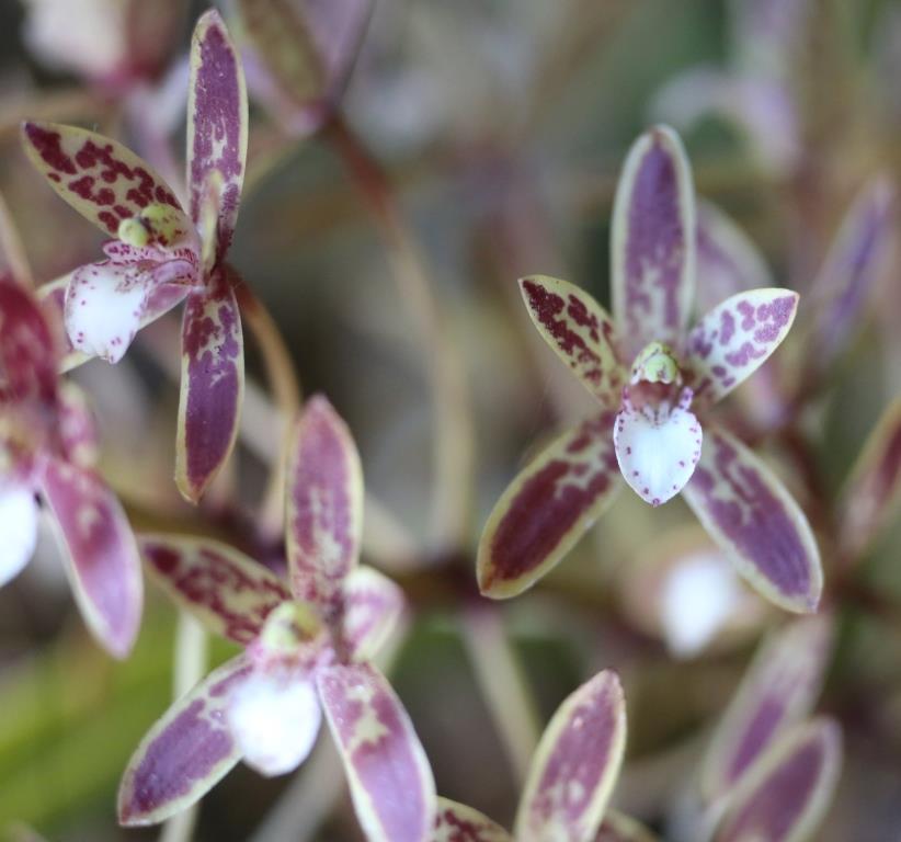 Cymbidium canaliculatum - photo 2