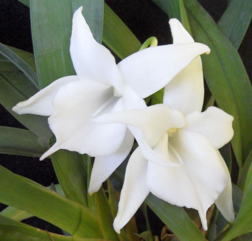 Angraecum magdalenae