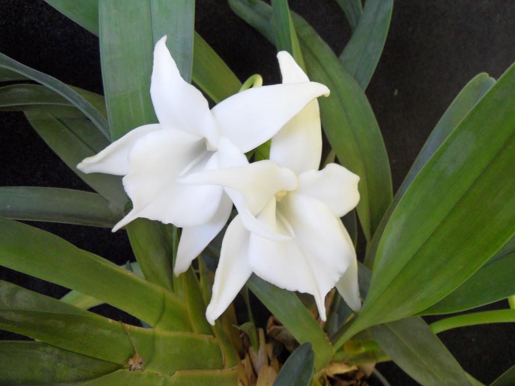 Angraecum magdalenae var. magdalenae - photo 2