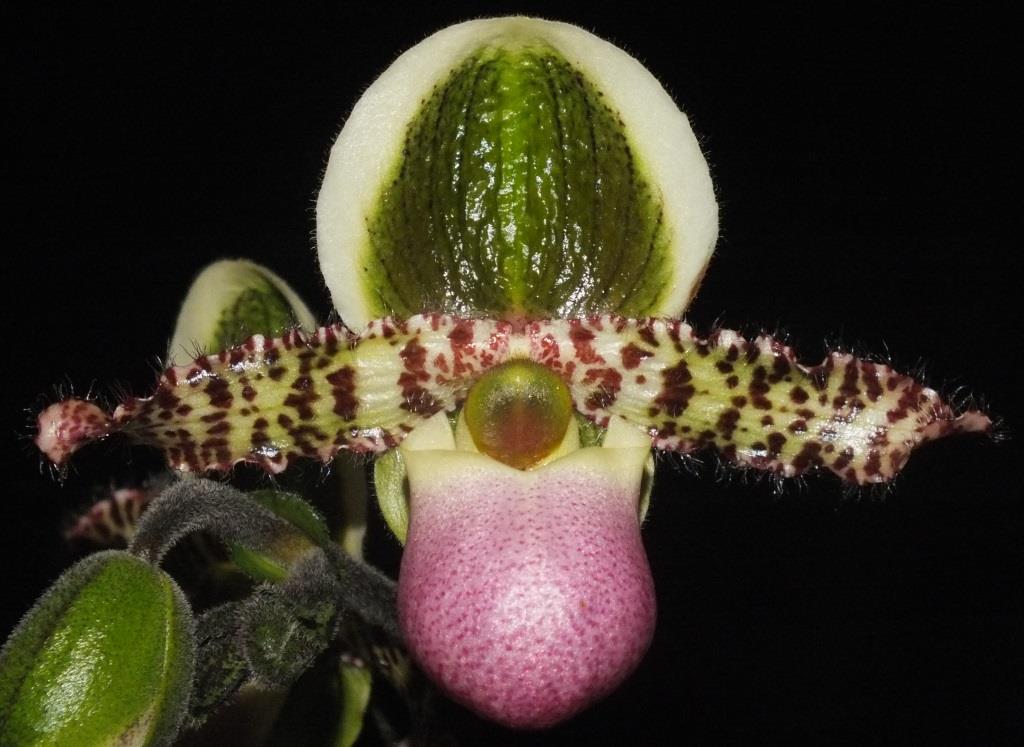 Paphiopedilum liemianum