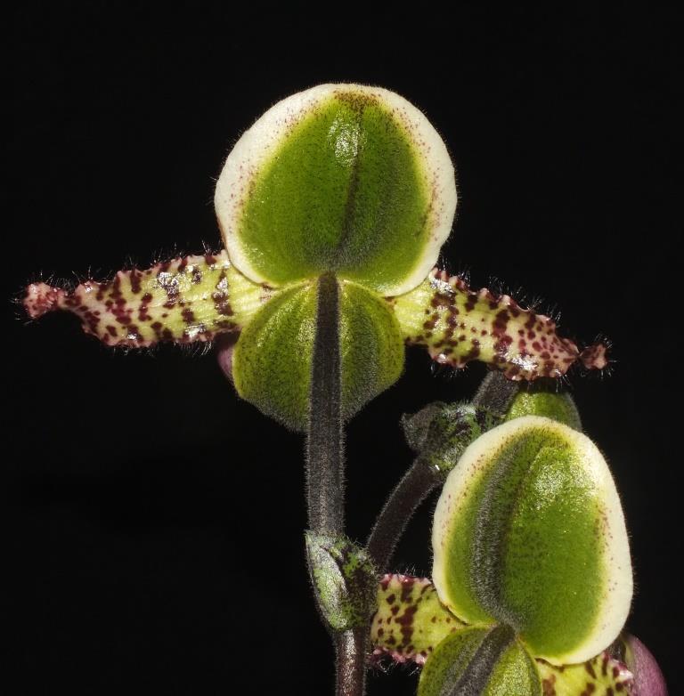 Paphiopedilum liemianum - photo 2