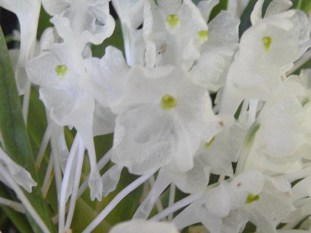 Podangis dactyloceras