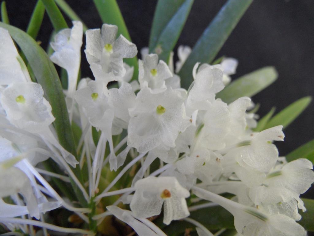 Podangis dactyloceras - photo 2