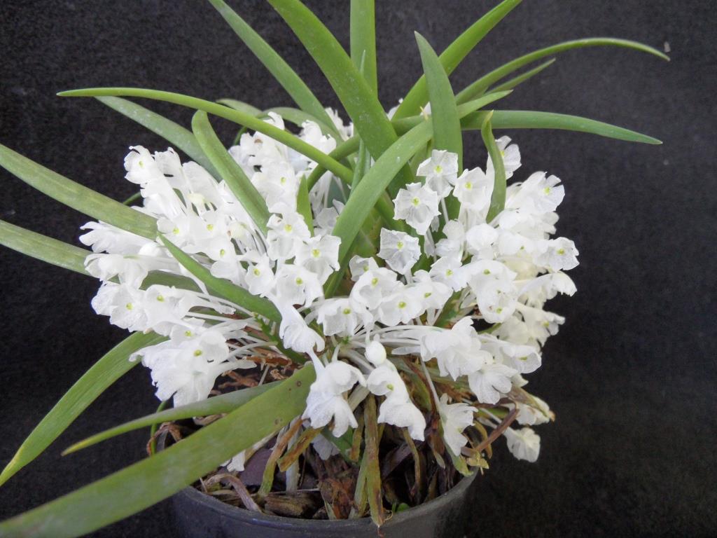 Podangis dactyloceras