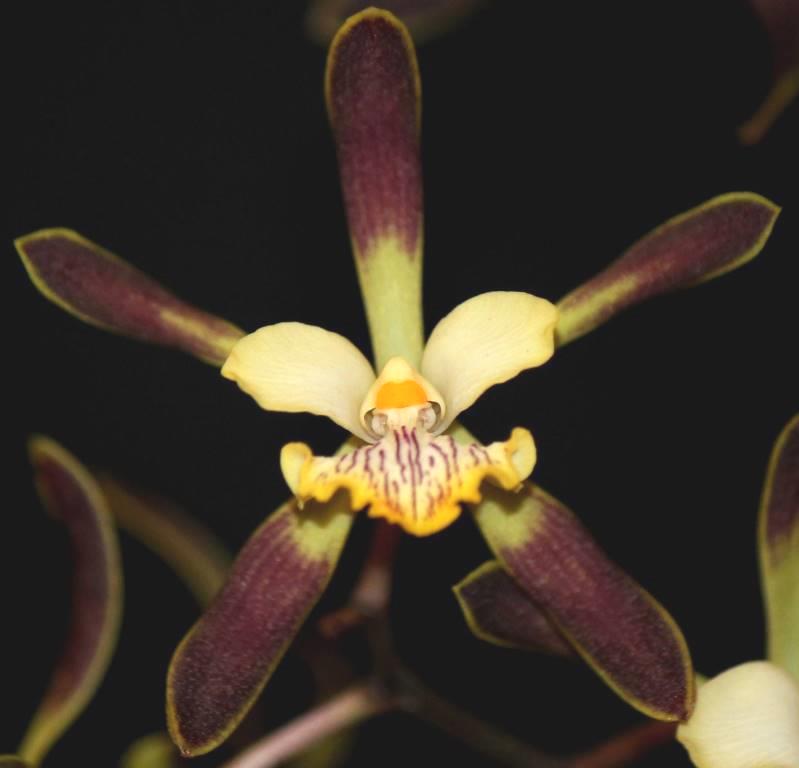 Encyclia alata