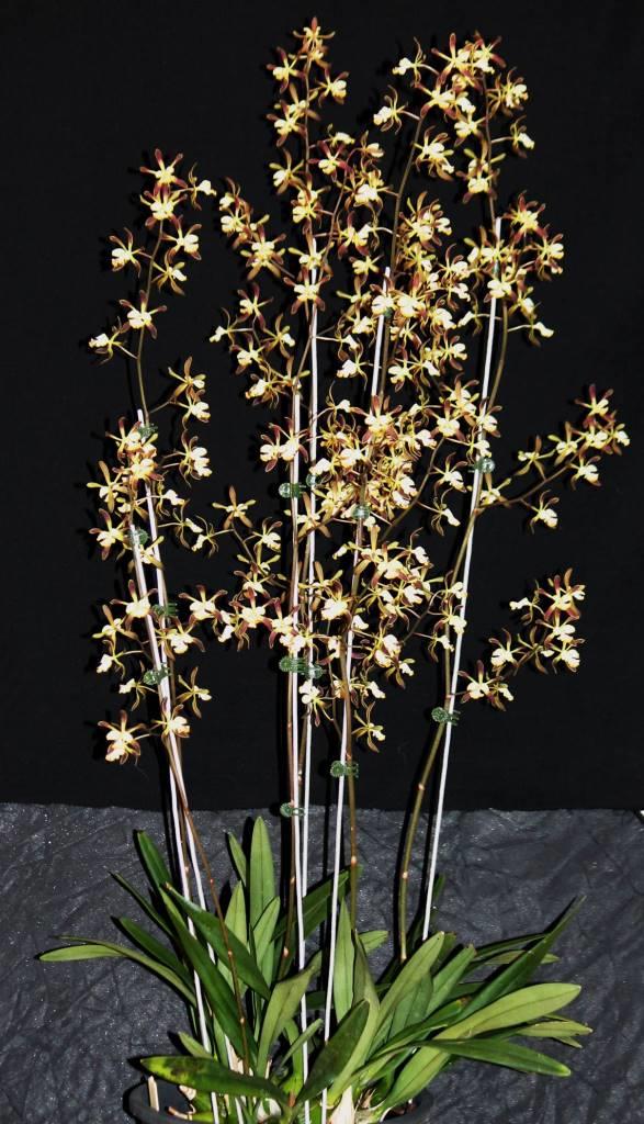 Encyclia alata - photo 2