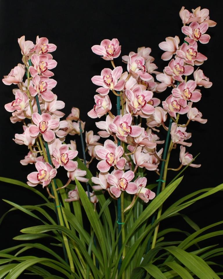 Cymbidium Winter Sun - photo 2