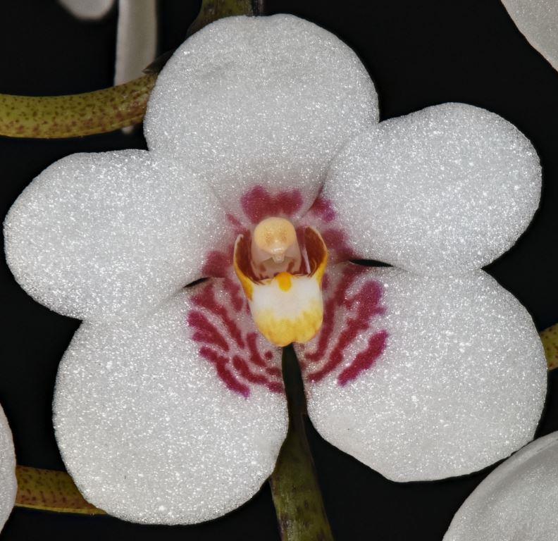 Sarco George Colthup