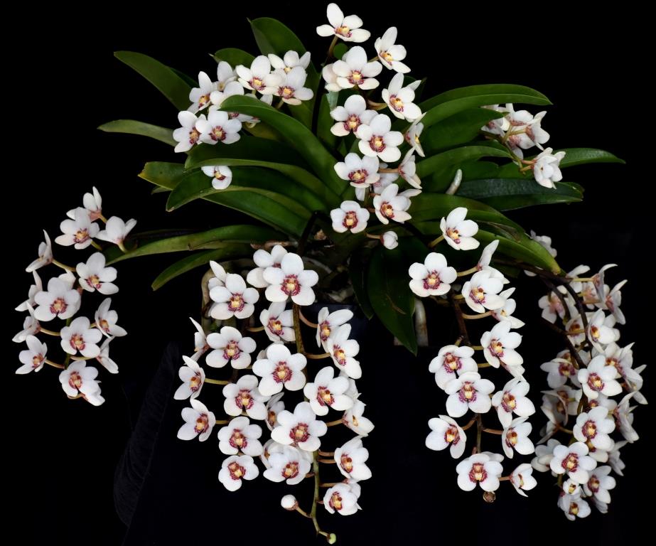 Sarcochilus George Colthup - photo 2
