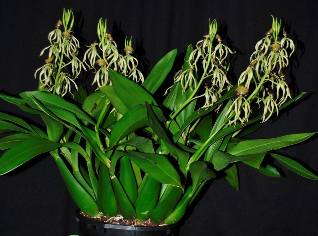 Prosthechea cochleata var. triandra - photo 2