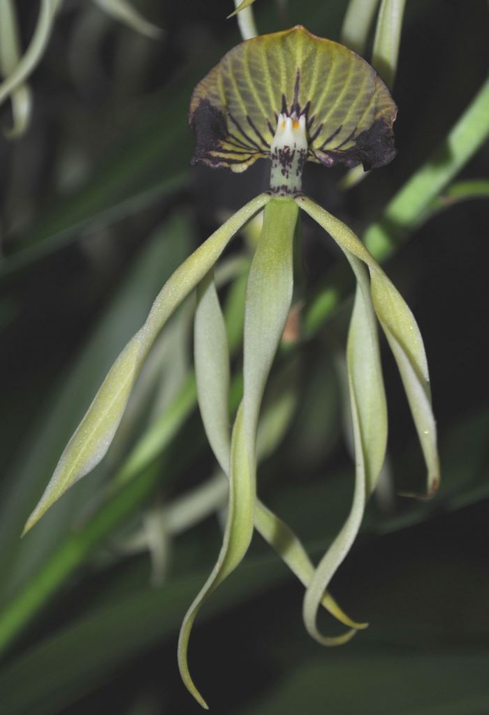 Prosthechea cochleata
