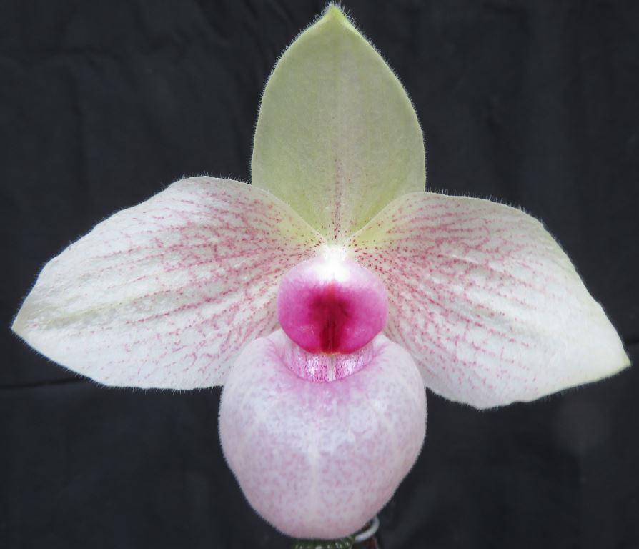 Paph Lynleigh Koopowitz