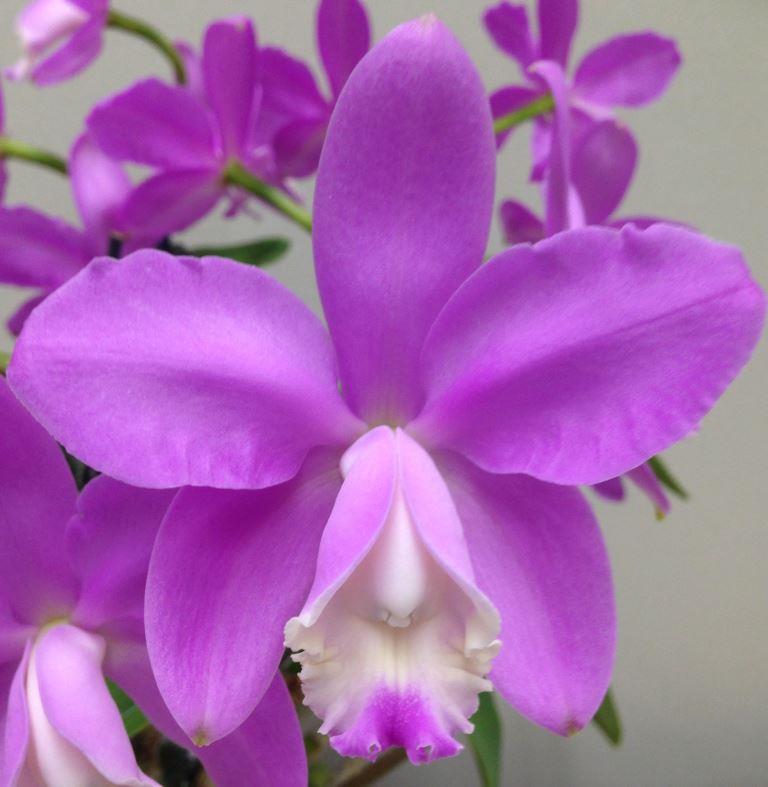 Cattleya loddigesii