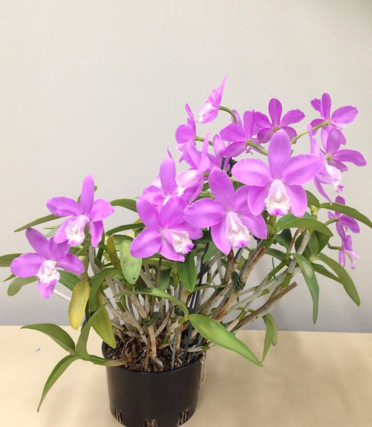 Cattleya loddigesii subsp. purpurea - photo 2