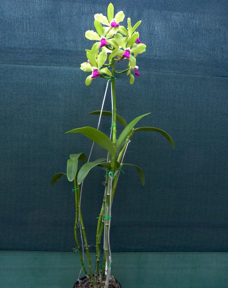 Rhyncholaeliocattleya Jade Eclectus - photo 2