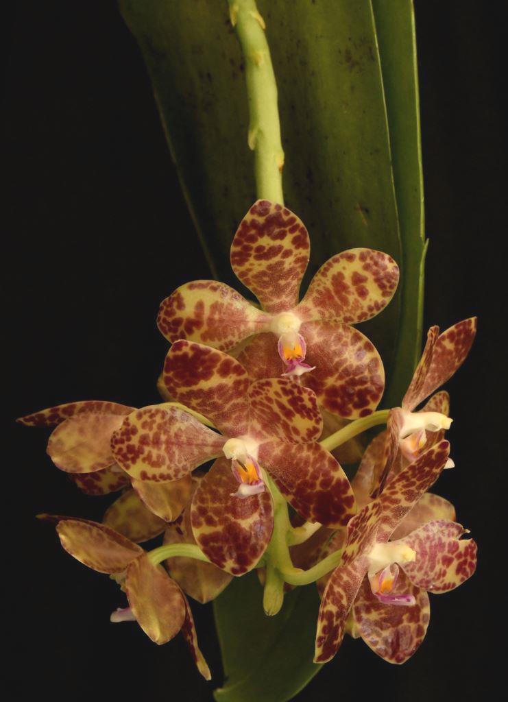 Phalaenopsis gigantea