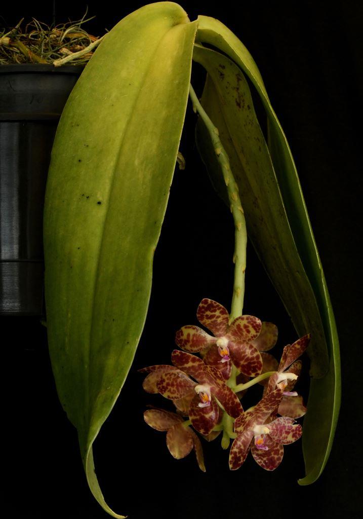 Phalaenopsis gigantea - photo 2