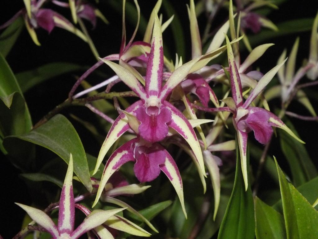 Den Baumer's Aussie Fire