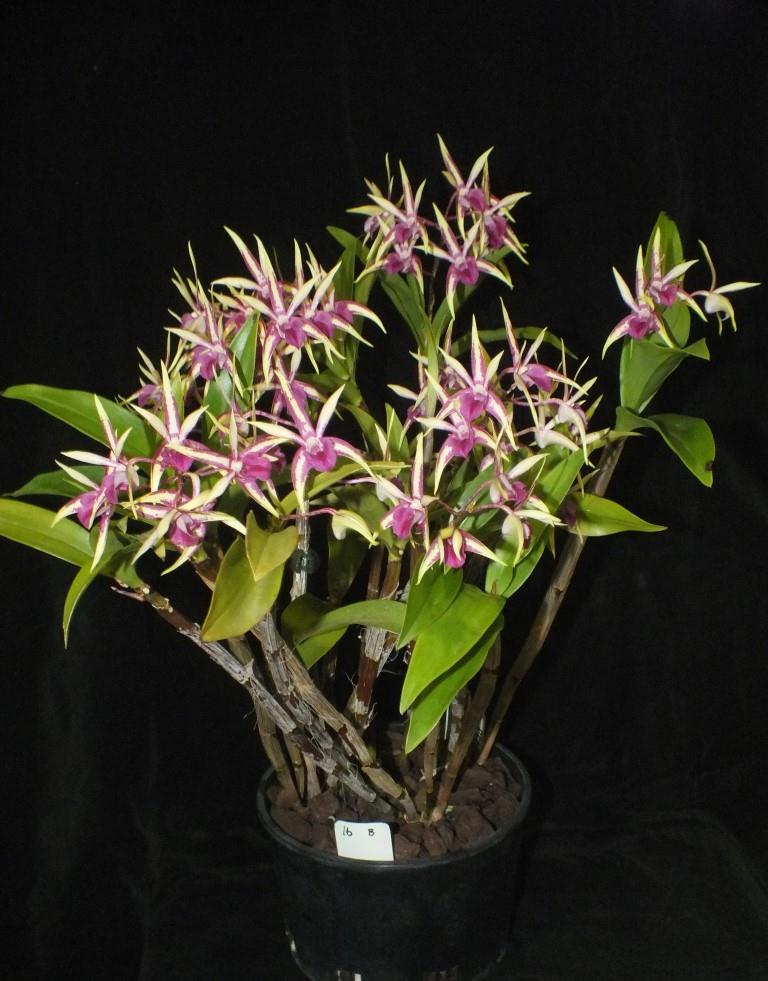 Dendrobium Baumer's Aussie Fire - photo 2